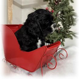 Green collar - Black and white male Cocker Spaniel puppy in Texarkana, Texas from K&M Cocker Spaniels
