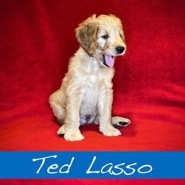 Ted Lasso - Goldendoodle puppy in Boise, Idaho from Doodle Waggle