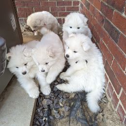 Samoyed Puppies from The Office Pups