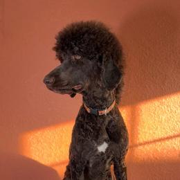 Jaxx - Poodle