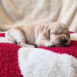 Sally - Apricot female Cavapoo puppy in Casa Grande, Arizona from Curls and Camo Pups