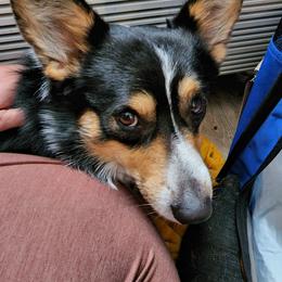 American Corgi All Grown Up from Shadey Lane Corgis