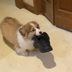 Pembroke Welsh Corgi Puppies from Coyote Creek Corgis