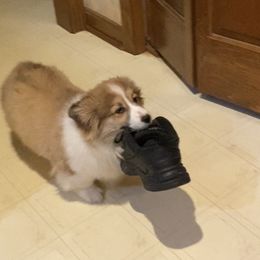 Pembroke Welsh Corgi Puppies from Coyote Creek Corgis