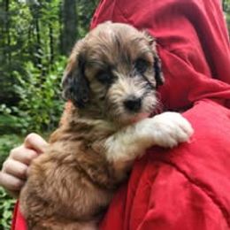 Aussiedoodle Puppies from My Classy Doodles