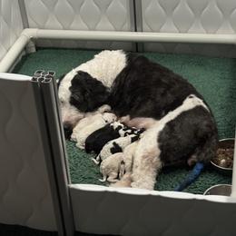 Selection 5. This slot does not indicate gender or coloring - Black and white female Sheepadoodle puppy in Bloomfield, New Jersey from C3 Sheepadoodles