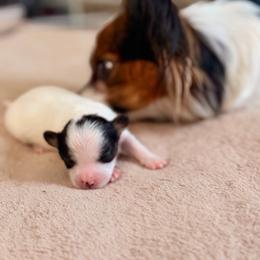 Girl 4 - White black and tan female Papillon puppy in Stamford, Connecticut from Anton's Papillons