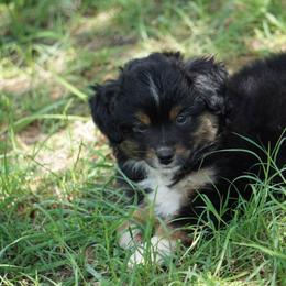 Miniature Australian Shepherd and Toy Australian Shepherd Puppies from Caprock Mini & Toy Aussies