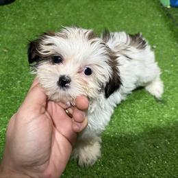 Rose - Black gold and white female Shih Tzu puppy in Bourne, Massachusetts from Shih Tzu Pups