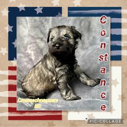 Constance - Salt and pepper female Miniature Schnauzer puppy in Independence, Missouri from Crown Schnauzers KC