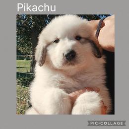 Pikachu - White and badger male Great Pyrenees puppy in Mikado, Michigan from Brittain Family Farm