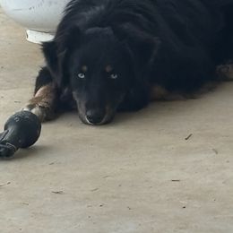 Riley - Australian Shepherd