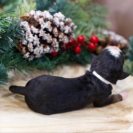 Rosé - Tri-color female Bernedoodle puppy in Queen Creek, Arizona from Dulcito Doodles