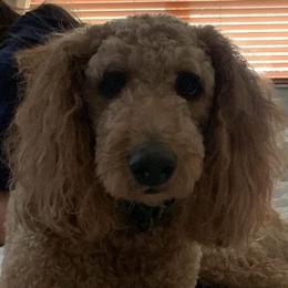 Goldendoodles from Goldendoodles Jubilee