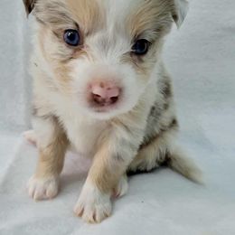 Diamond - Red merle female Toy Australian Shepherd puppy in Norwood, Missouri from Looney Farm’s Toy & Mini Aussies