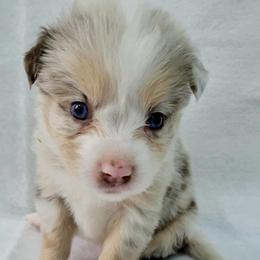 Diamond - Red merle female Toy Australian Shepherd puppy in Norwood, Missouri from Looney Farm’s Toy & Mini Aussies