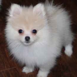 Milo - Cream male Pomeranian puppy in Danielsville, Georgia from PassionatePomPoms