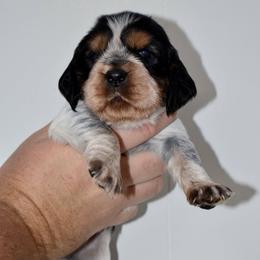 Butterfly - Black white and tan female English Springer Spaniel puppy in Chapmansboro, Tennessee from Balthrop Bend Farms