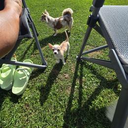 Nacho - Fawn and white male Chihuahua puppy in Amity, Pennsylvania from Baxters Chihuahuas