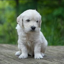Liam - Light golden male Golden Retriever puppy in Saint Joe, Indiana from Golden Acres Farm