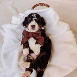 Sheperd - Tri-color male Bernedoodle puppy in Cold Spring, Minnesota from A.N.A. Doodles