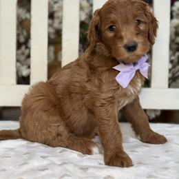 Yasmin -Lavendar collar female - Red  female Goldendoodle puppy in Yuciapa, California from AlltheDoodlez_