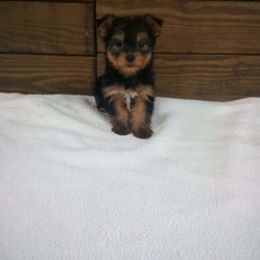 Kali - Black and gold female Yorkshire Terrier puppy in Maple Heights, Ohio from Yorkiesllc