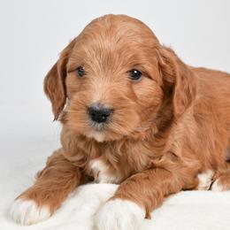 Mabel - Red  female Goldendoodle puppy in Millersburg, Ohio from Ohio Puppy Paws