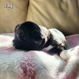 Jaq - Black male Lhasa Apso puppy in Jefferson, New York from Absolute Lhasa Love