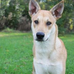 Carolina Dog Puppies from Williams Sweet Carolina