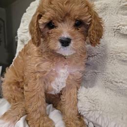 Lennie - Red male Cavapoo puppy in Calumet, Oklahoma from H&H Cavapoos