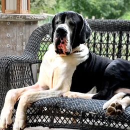 CICERO - Great Dane