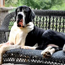 CICERO - Great Dane
