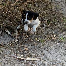 Beagle Puppies from Southern Skye Farm