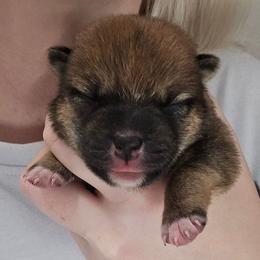 Ren - Red female Shiba Inu puppy in Marianna, Florida from Diwasou