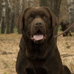 Boston - Labrador Retriever