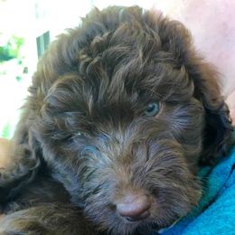 Aussiedoodles, Goldendoodles, and Poodles from Boujie Doodles and Poodles