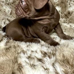 French Bulldog Puppies from The French Bulldog Company LLC