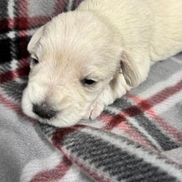 Angel - White female Miniature Schnauzer puppy in Boaz, Alabama from Sweet Home Schnauzers