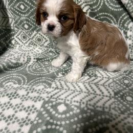 Cavalier King Charles Spaniel Puppies from Alexa Southard