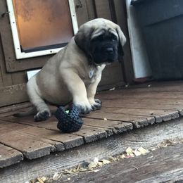 Mastiff Puppies from Majestic Mastiffs of Florida