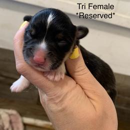 Dottie - Black and tan female American Corgi puppy in Scio, Oregon from Abundant Joy Corgis