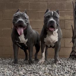 American Bully Puppies from M&M XL Bully Kennel