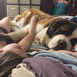 Saint Bernards and Siberian Huskies from Pachodi Kennels