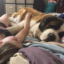 Saint Bernards and Siberian Huskies from Pachodi Kennels