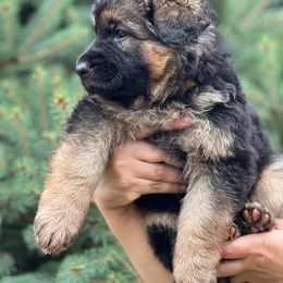 German Shepherd Puppies from Zwinger vom Schneider Wald