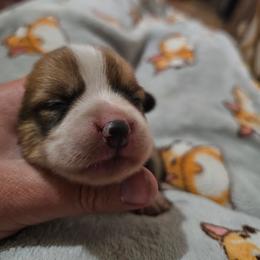 RUTLEDGE - Sable male Pembroke Welsh Corgi puppy in Pilot Rock, Oregon from L2H Corgi's