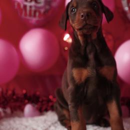 Doberman Pinscher and Labrador Retriever Puppies from GFDutton Retrievers & Dalla Grazia Dobermans