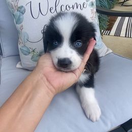 Elvis - Black tri-color male Australian Shepherd puppy in Spanish Fort, Alabama from Southern Luck Aussies