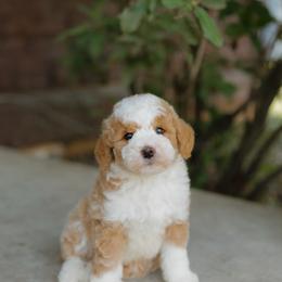 Mario MICRO - male Australian Mountain Doodle puppy in Dalton, Ohio from Haven Doodles